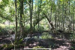 00 Misty Ridge Lane photo 4