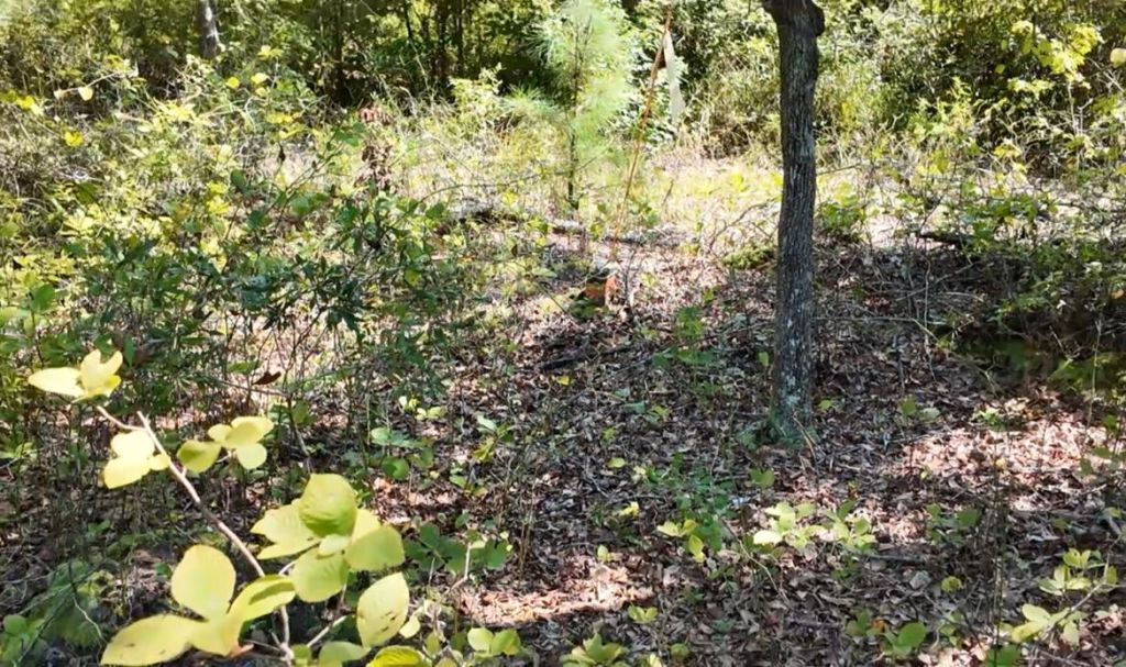 00 Misty Ridge Lane Photo 4