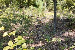 00 Misty Ridge Lane photo 4