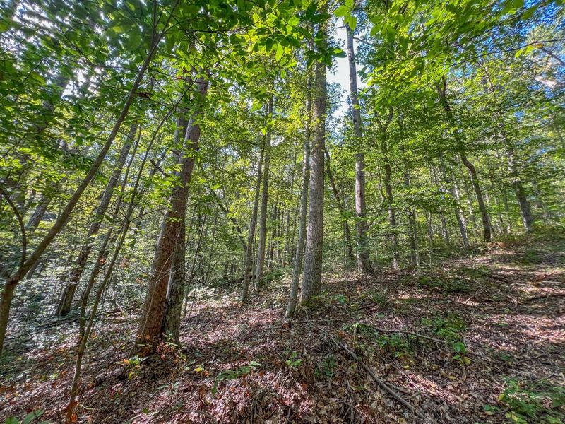 30129 Stevens Branch Road, Londonderry, OH 45647 Photo 22