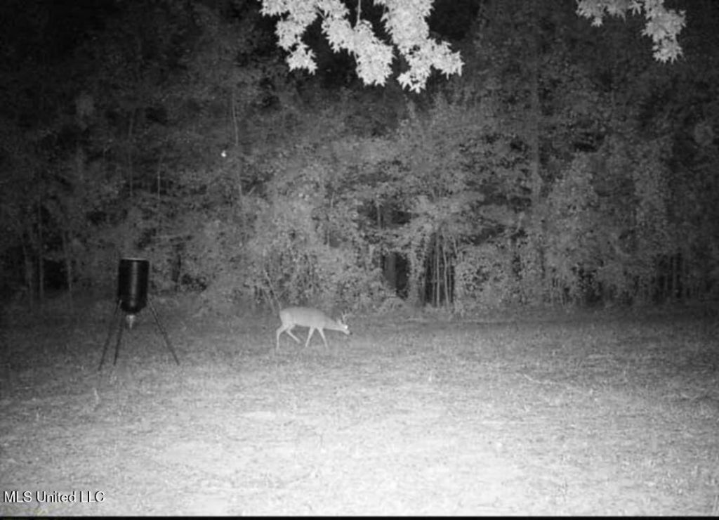 Phares Lane, Meadville, MS 39653 Main Photo