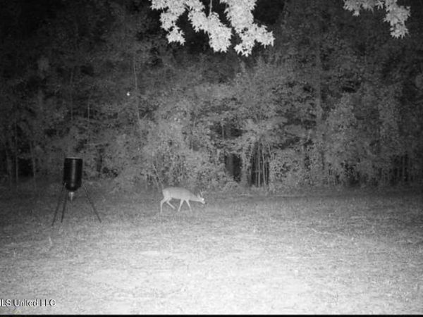 Phares Lane, Meadville, MS 39653