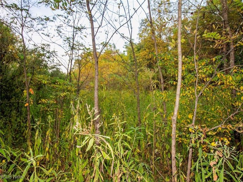 8 acres Whiskey Run Road, Quaker City, OH 43773 Photo 15