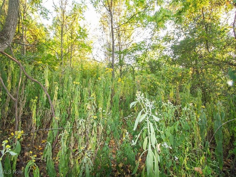 8 acres Whiskey Run Road, Quaker City, OH 43773 Photo 9