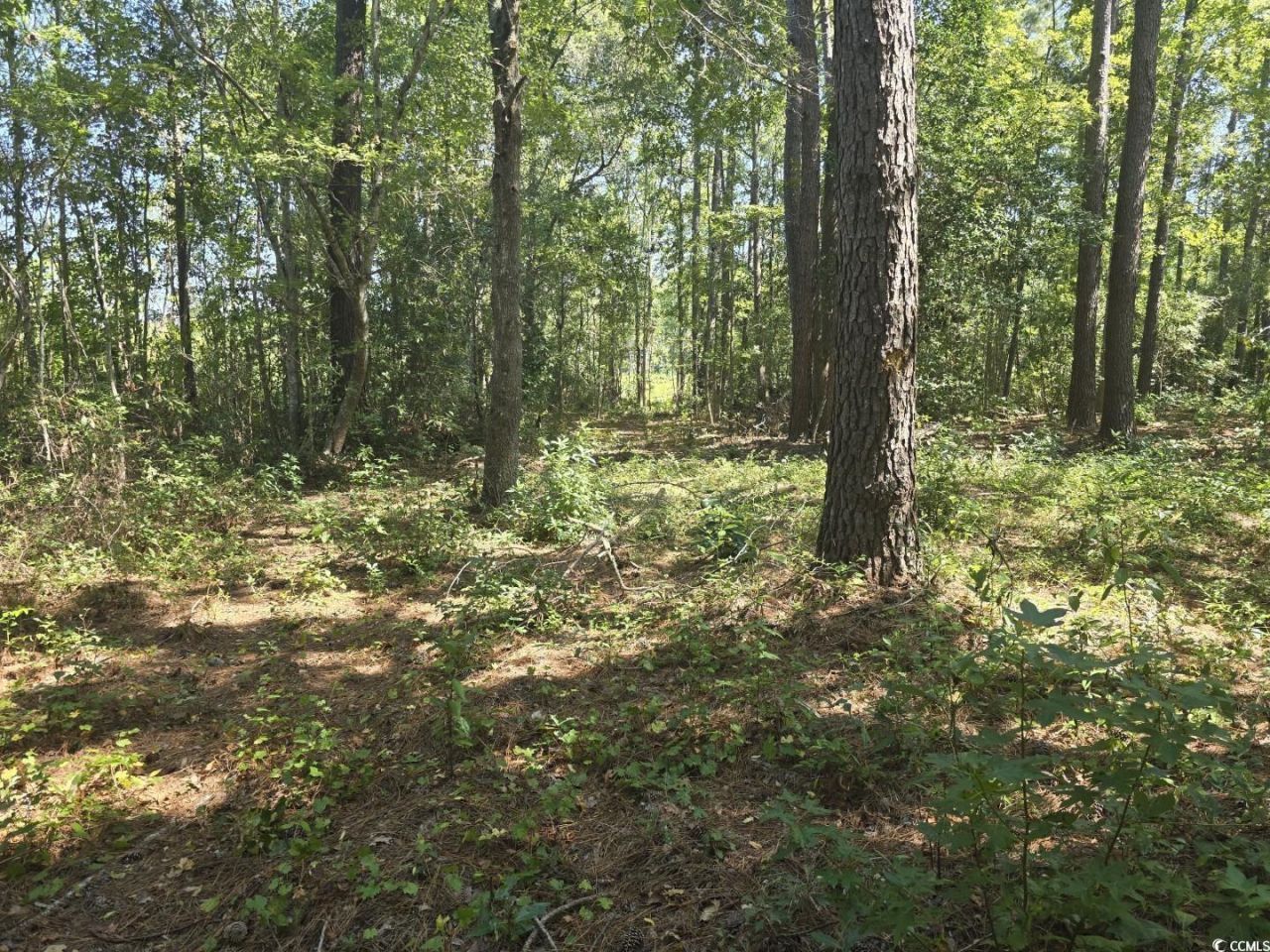 Tbd Allen Dew Rd. Photo 2