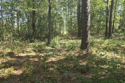 Tbd Allen Dew Rd. photo 4