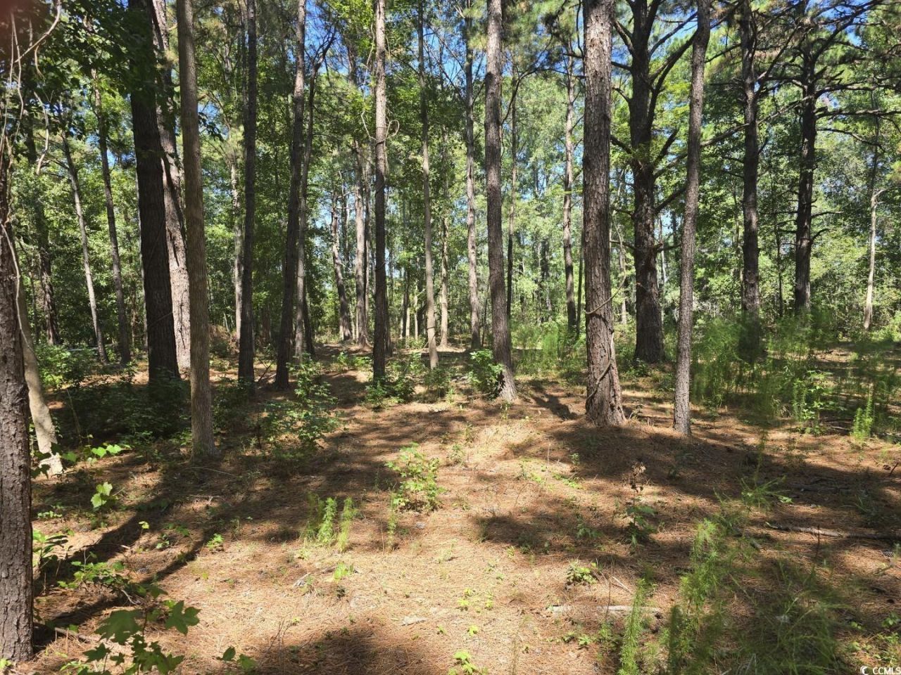 Tbd Allen Dew Rd. Photo 7