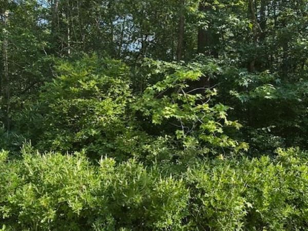 Lot 22 Lake Drive, COLONIAL BEACH, VA 22443