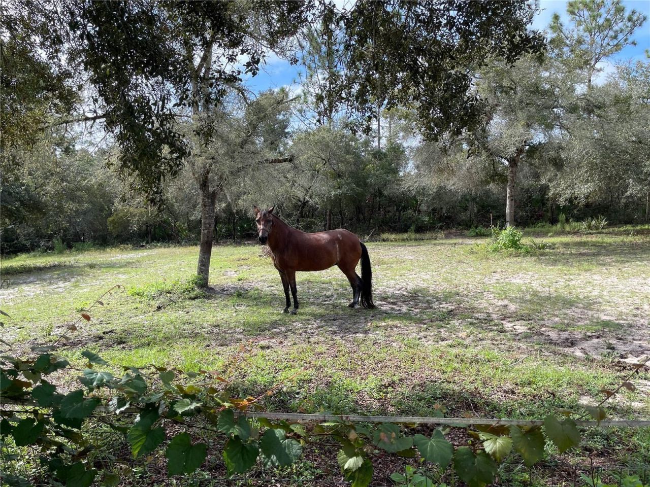 591 SE Fisher Road, Ocklawaha, FL 32179 Photo