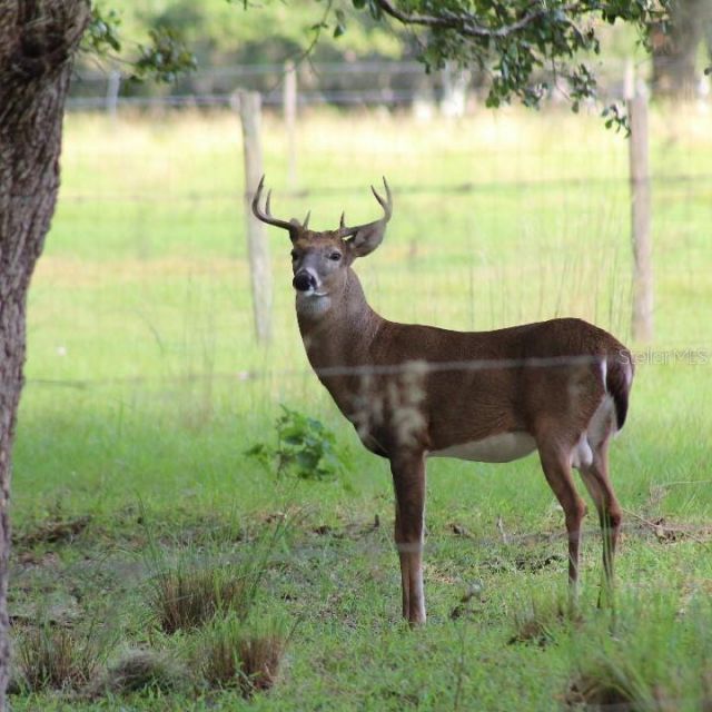 30500 34th Avenue E, Myakka City, FL 34251 Photo