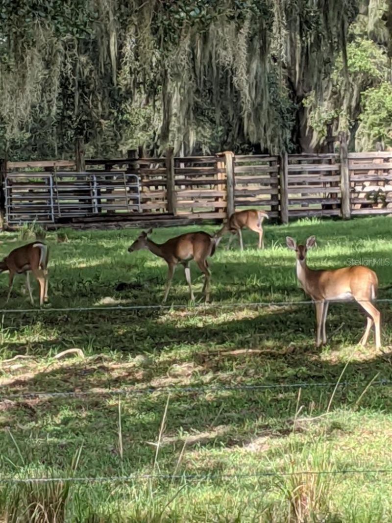 30500 34th Avenue E, Myakka City, FL 34251 Photo