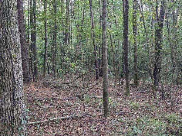 County Rd 155, Stringer, MS 39481