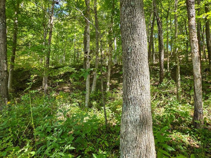 0 Tucker Road, Unit (Tract A a, New Straitsville, OH 43766 Photo 13