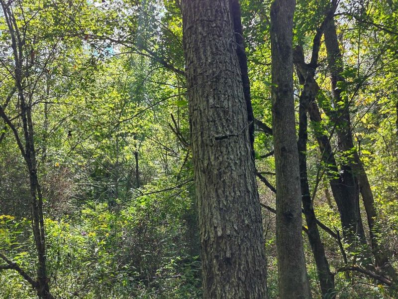 0 Tucker Road, Unit (Tract A a, New Straitsville, OH 43766 Photo 38