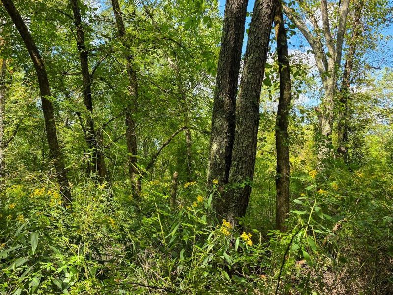 0 Tucker Road, Unit (Tract A a, New Straitsville, OH 43766 Photo 49