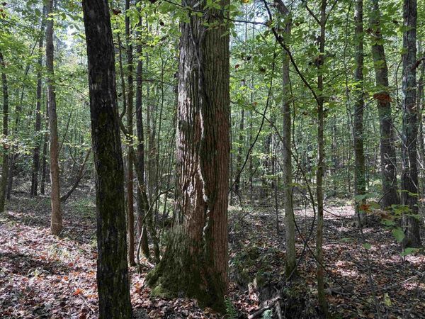 0 COUNTY RD 227 RD, Tiplersville, MS 38674