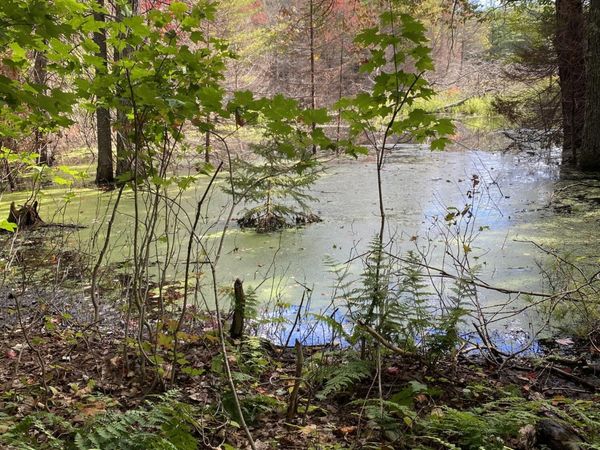 29084 CR 455, McMillan, MI 49853