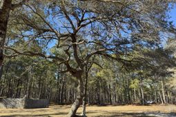 0 Brewer Road photo 4