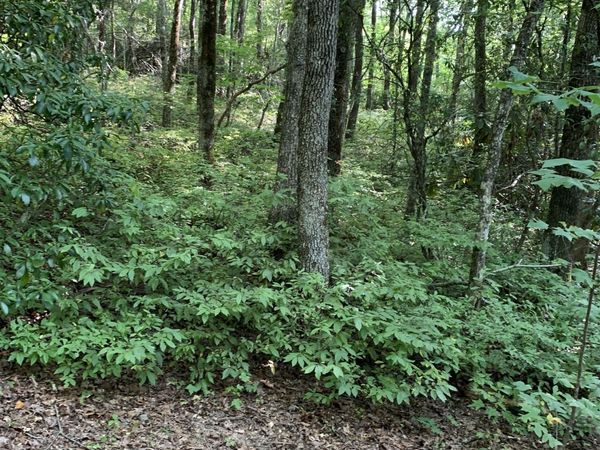 0 Maple Leaf Drive, Unit TRACT 6, Dillard, GA 30537