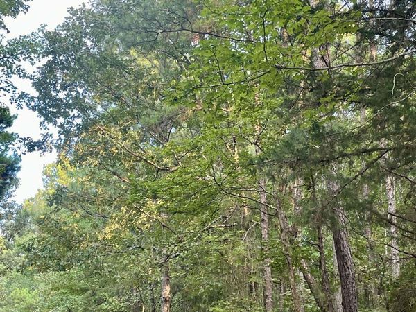 TBD Miller County 32, Doddridge, AR 71834