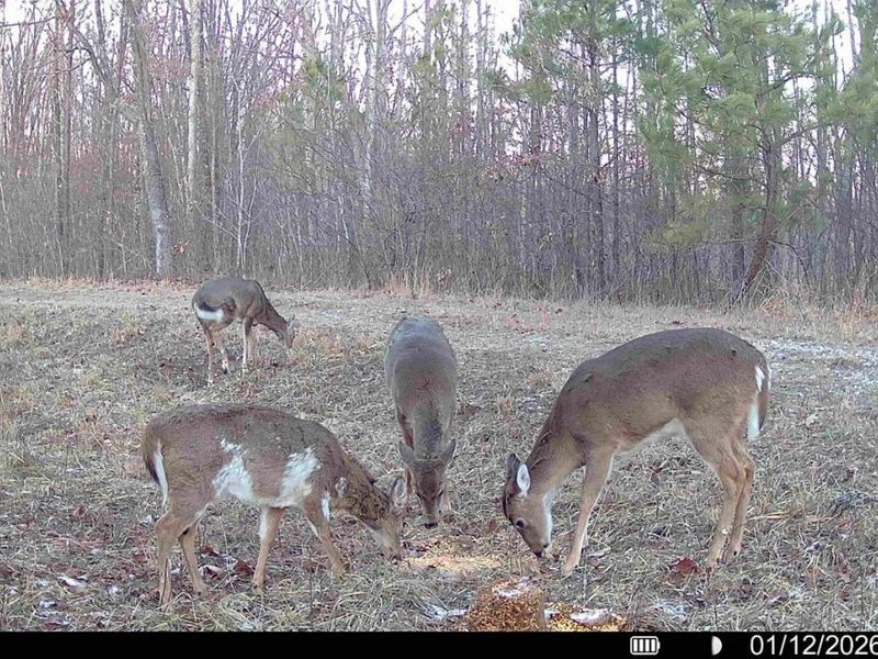 0 St Rt 348, Brushcreek Twp, OH 45657 Photo 13