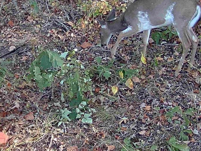 0 St Rt 348, Brushcreek Twp, OH 45657 Photo 31