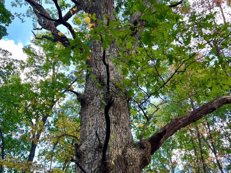 0 St Rt 348, Brushcreek Twp, OH 45657 Photo 56