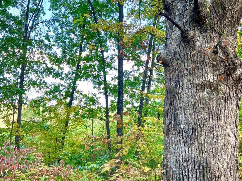 0 St Rt 348, Brushcreek Twp, OH 45657 Photo 57