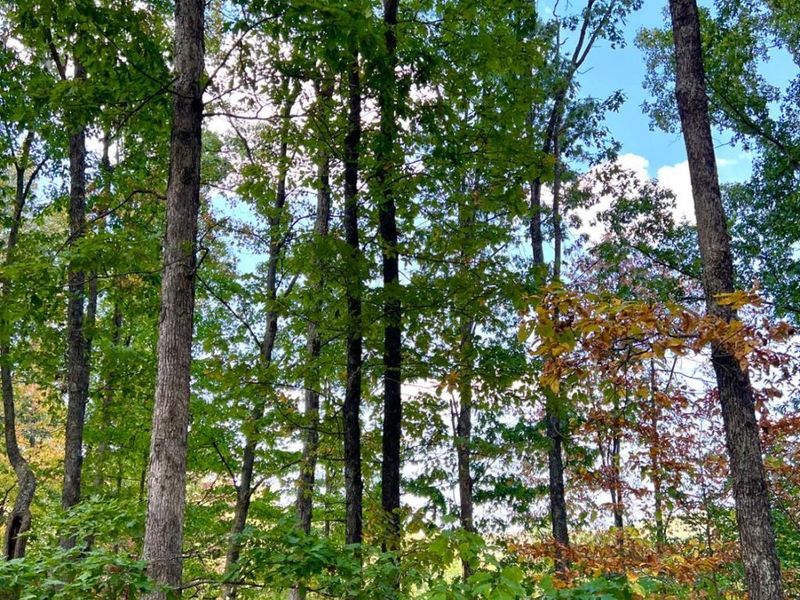 0 St Rt 348, Brushcreek Twp, OH 45657 Photo 58