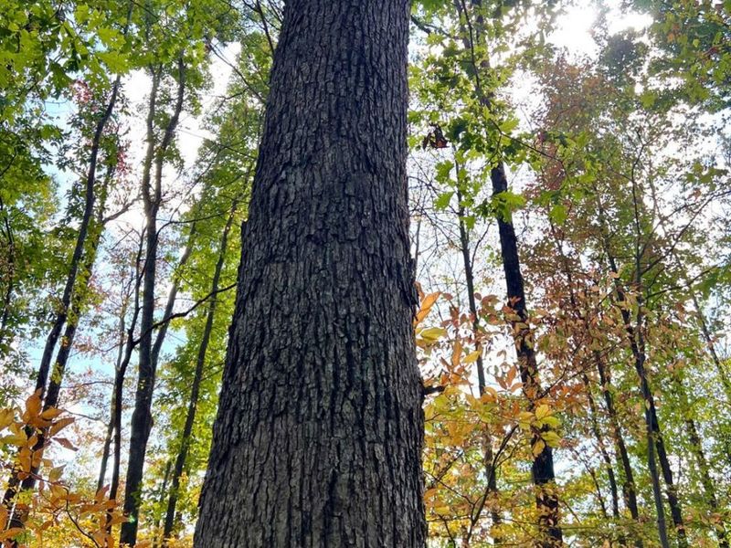 0 St Rt 348, Brushcreek Twp, OH 45657 Photo 59