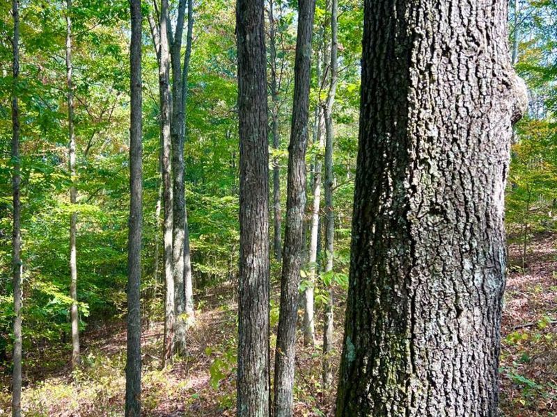 0 St Rt 348, Brushcreek Twp, OH 45657 Photo 61