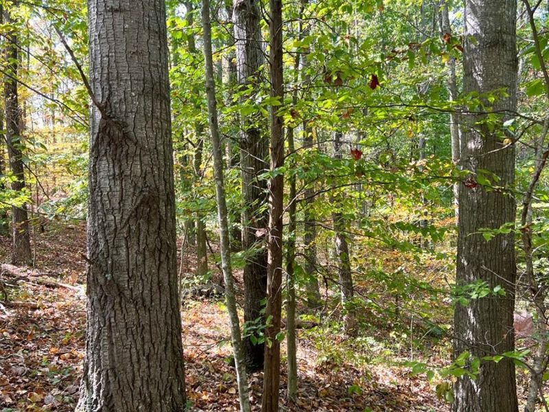 0 St Rt 348, Brushcreek Twp, OH 45657 Photo 63