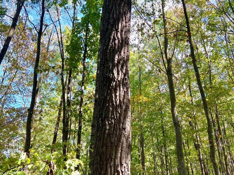 0 St Rt 348, Brushcreek Twp, OH 45657 Photo 64