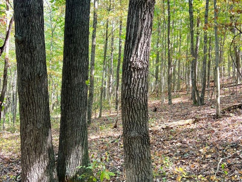 0 St Rt 348, Brushcreek Twp, OH 45657 Photo 65