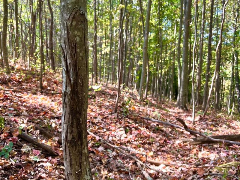 0 St Rt 348, Brushcreek Twp, OH 45657 Photo 68