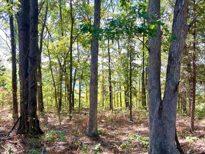 0 St Rt 348, Brushcreek Twp, OH 45657 Photo 74