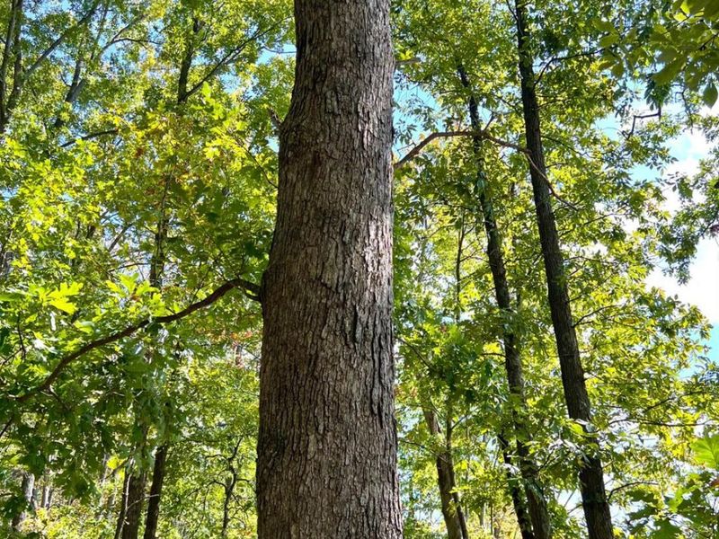 0 St Rt 348, Brushcreek Twp, OH 45657 Photo 84