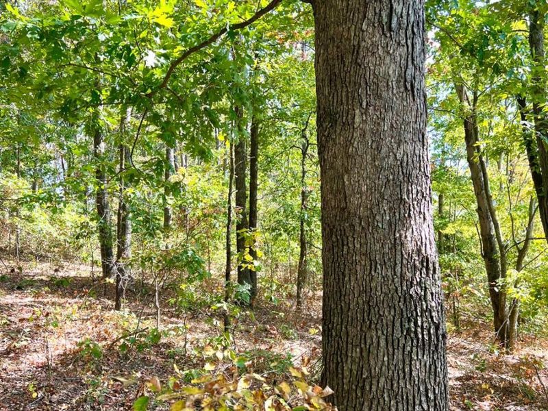 0 St Rt 348, Brushcreek Twp, OH 45657 Photo 85