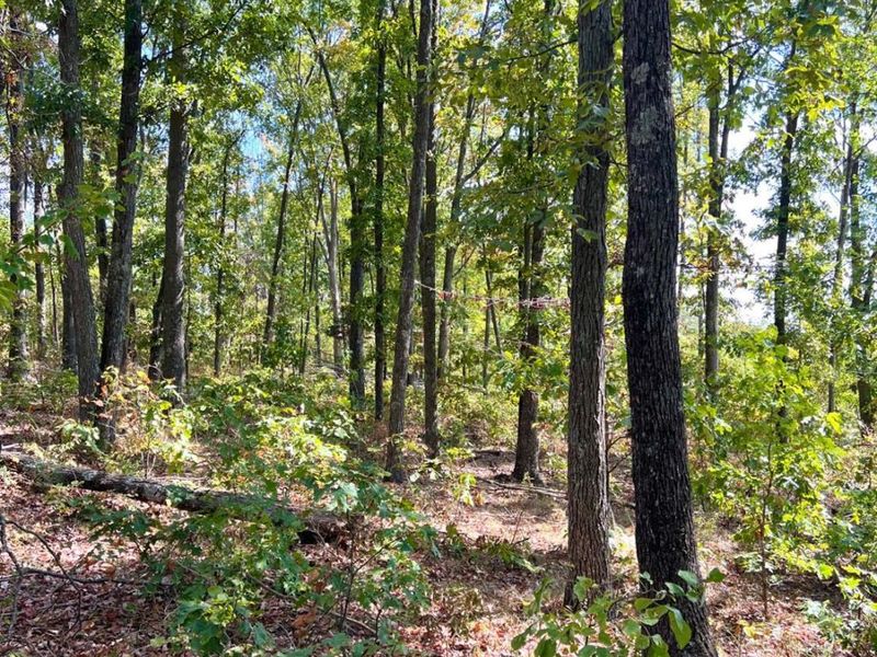 0 St Rt 348, Brushcreek Twp, OH 45657 Photo 89