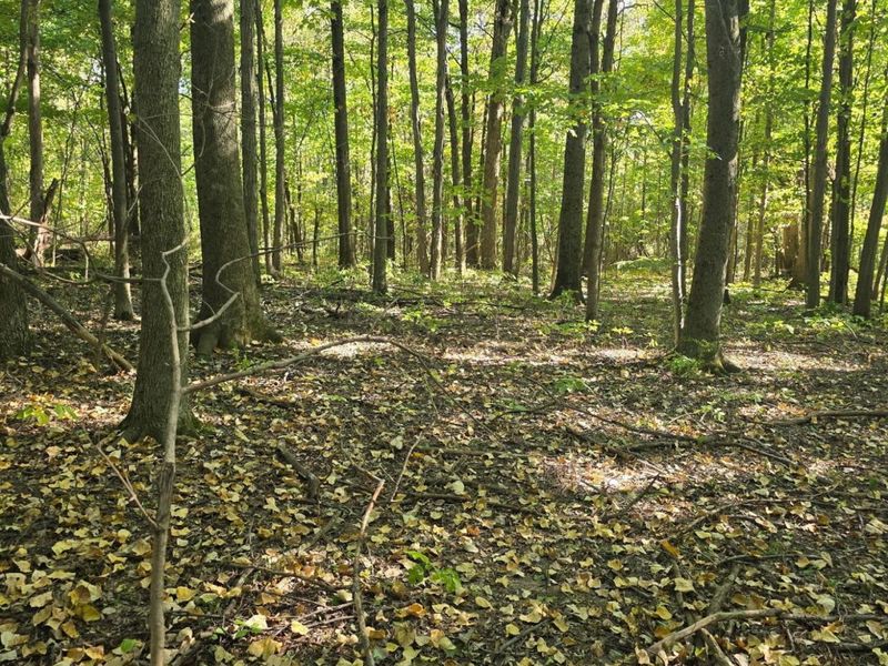 3310 State Route 61, Cardington, OH 43315 Photo 35