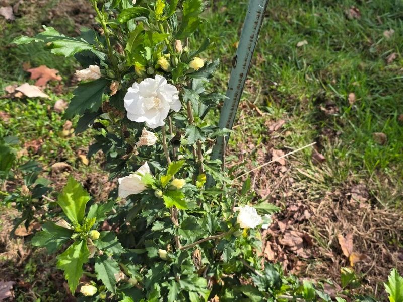 3310 State Route 61, Cardington, OH 43315 Photo 50