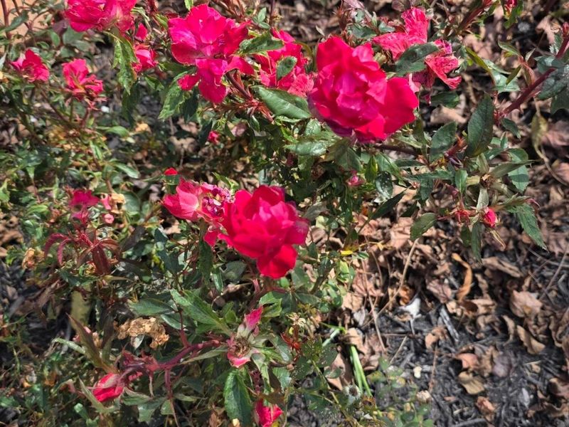 3310 State Route 61, Cardington, OH 43315 Photo 52