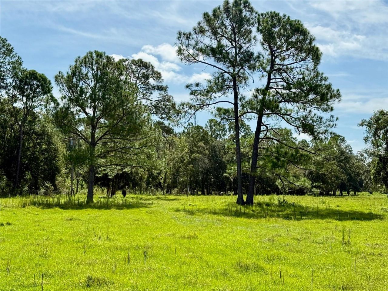 10460 Ehren Cutoff, Land O Lakes, FL 34639 Photo