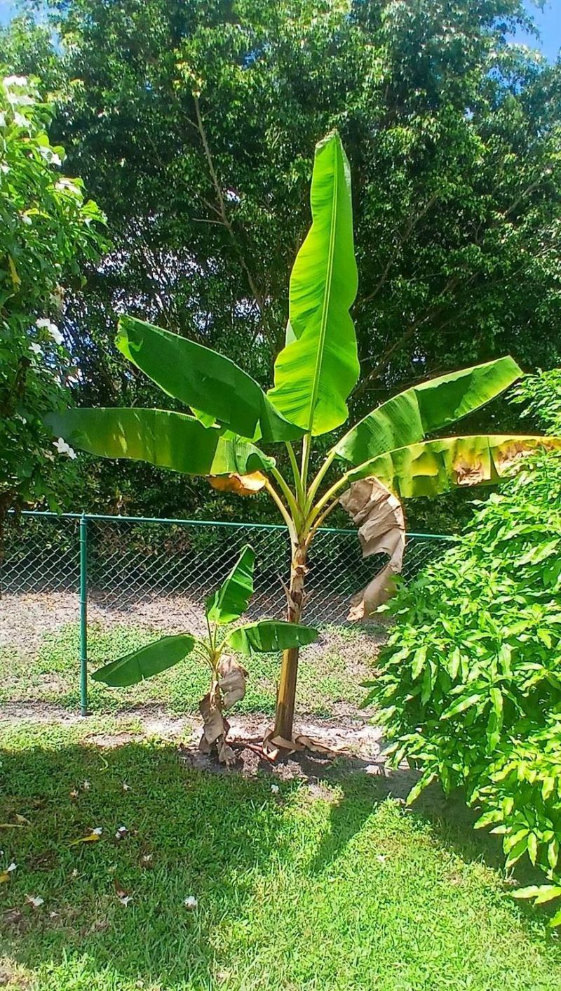 1124 Rialto Drive, Boynton Beach, FL 33436 Photo