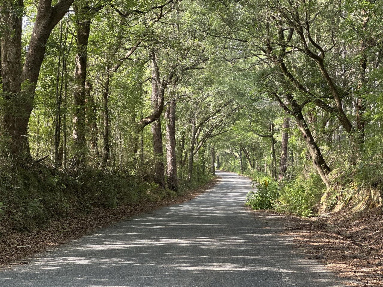 80+/- Ac Old River Road, Baker, FL 32531 Main Photo