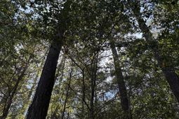 000 Slab Landing Road photo 4