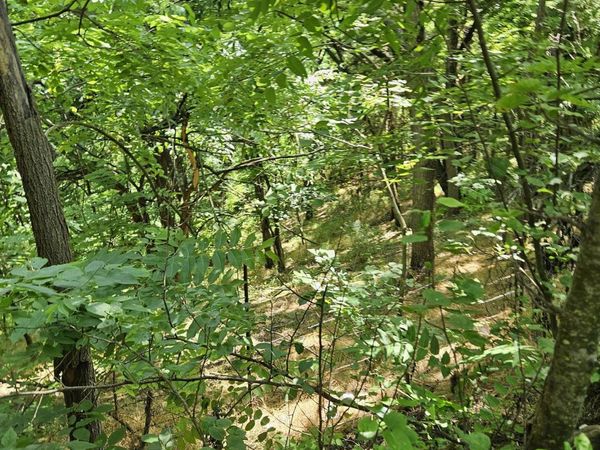 3 acres MOSSY CREEK RD, MOUNT SOLON, VA 22843
