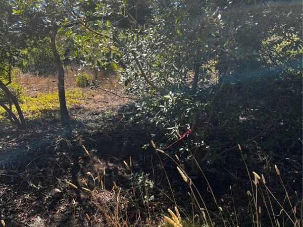 3236 Gleason Street, Cambria, CA 93428