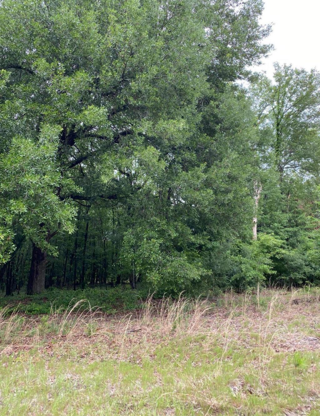 00 Salley Road Photo 4