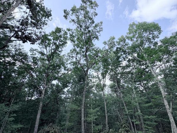 0 S Shady Grove Drive, Baldwin, MI 49304